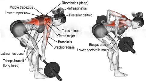 ¿El remo Pendlay qué músculos trabaja?